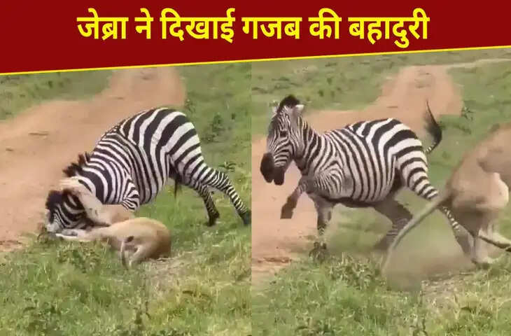 कमजोर पड़ी &lsquo;जंगल की रानी&rsquo;, जेब्रा ने यूं दिखाया दम और बचा ली जान; VIDEO कर देगा हैरान