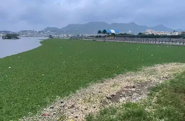 Ajmer सौंदर्यीकरण पर जलकुंभी का ग्रहण : करोड़ों रुपए खर्च, लेकिन समस्या जस की तस