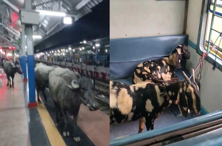 रेलवे स्टेशन का अनोखा नजारा हुआ वायरल, ट्रेन की सीट से लेकर प्लेटफॉर्म तक भैंस-बकरियों का कब्जा देख हैरान रह गए लोग​​​​​​​