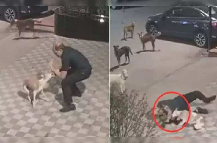 Viral Dog Attack Video: डरा हुआ है कुत्ता समाज&hellip; शख्स पर भौंकना पड़ा भारी, बदले में हुआ ऐसा हमला कि दहल उठा मोहल्ला