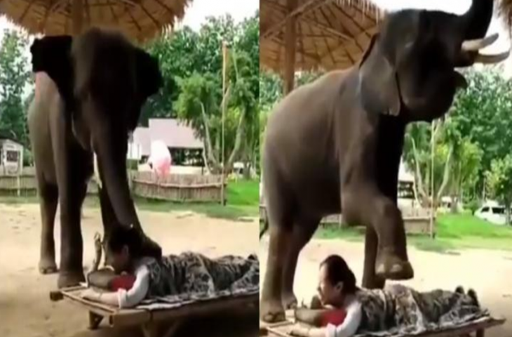 यहां गौ माता रोजाना मंदिर में आती है भगवान के दर्शन करने, भक्त और पुजारी लेते हैं आशीर्वाद