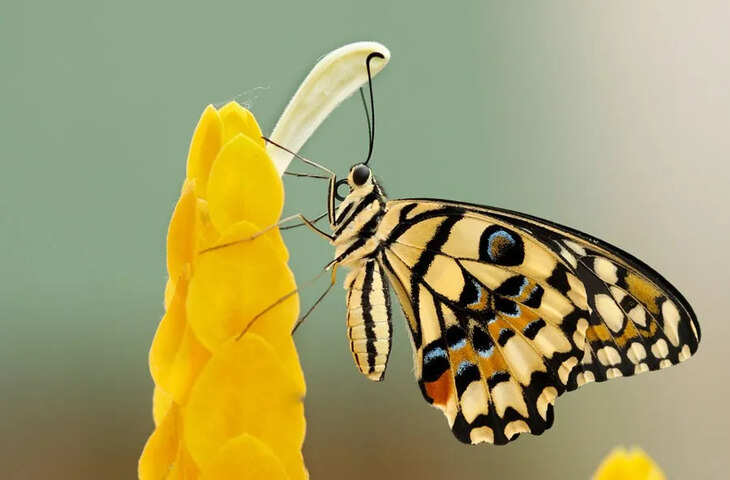 Butterfly Facts: पैरों से स्वाद चखती हैं तितलियां! जानिए प्रकृति के इस खूबसूरत जीव का अनोखा रहस्य