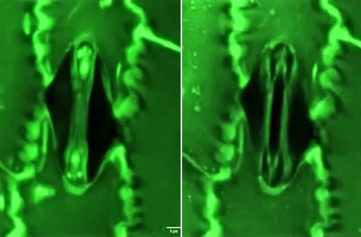 पहली बार कैमरे में कैद हुई पौधों की &lsquo;धड़कन&rsquo; देखिए कैसे लेता है सांस