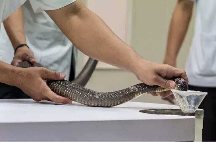 सांप का ज़हर सिर्फ मौत नहीं देता कई बार ज़िंदगी भी बचाता है, जाने ये कैसे बनता है जीवन रक्षक दवा ?