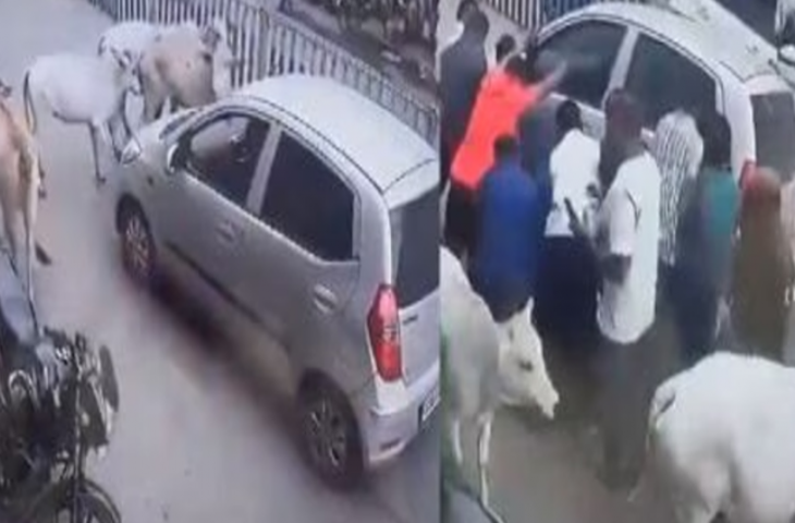 बछड़े को टक्कर मार भाग रहा था कार चालक, गायों के झुंड ने दौड़कर कार को घेर लिया और फिर...