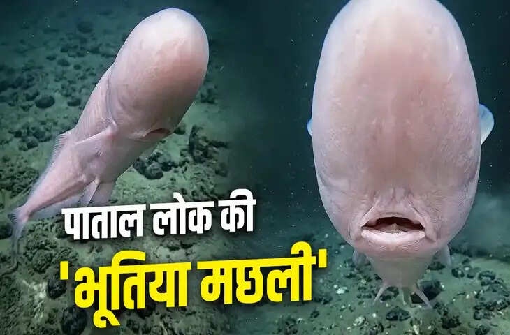 Faceless Cusk Eel: 4 किमी गहराई में रहने वाला रहस्यमयी समुद्री जीव, जिसका चेहरा ही नहीं होता