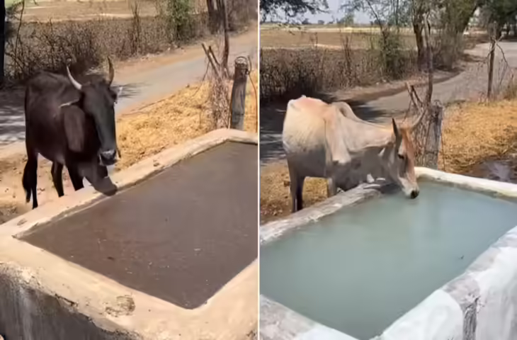 गर्मी में प्यास से जूझती गायों के लिए फरिश्ते बने युवा, वायरल वीडियो ने छुआ दिल
