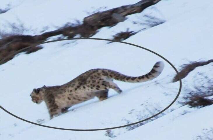 कड़कड़ाती ठंड में जिंदा रहने वाले ये जानवर, बर्फ की चादर में कैसे रह पाते है जिन्दा ? राज जानकर रह जाएंगे दंग&nbsp;