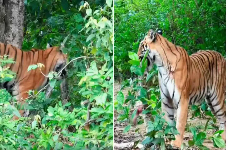 जिम कॉर्बेट में दिखा जंगल का दुर्लभ नजारा, बाघ ने किया विशाल अजगर का शिकार; वायरल वीडियो देख हैरान हुए लोग