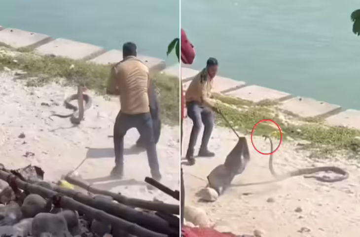 हरिद्वार में गुस्सैल कोबरा को पकड़ने में छूटे पसीने, हाथ लगाते ही दिखाया ऐसा &lsquo;रौद्र रूप&rsquo; कि बंदा पीछे हट गया