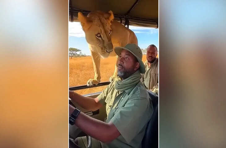 Viral Video: सफारी जीप में घुस गई शेरनी, ड्राइवर के चेहरे को सूंघा&hellip; अगले ही पल जो हुआ उसने सबकी सांसें रोक दीं