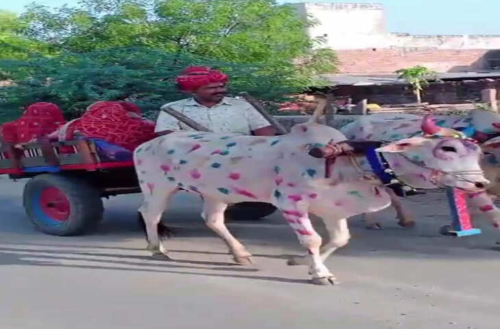 पाली के सादड़ी में अनोखी बारात, बैलगाड़ी पर निकली शादी, वीडियो में देंखे चीन से आए दोस्तों ने भी निभाई रस्में