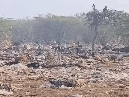बीकानेर में मृत पशुओं की चर्बी से घी बनाने का दावा, सोशल मीडिया पर वीडियो वायरल; असली घी में मिलाकर बेचने का भी आरोप