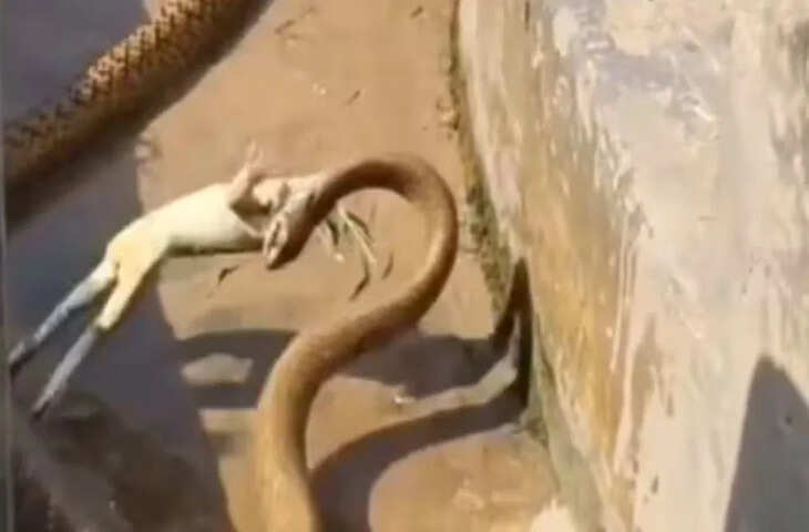 नाले में किंग कोबरा ने किया मेंढक का शिकार, खौफनाक नजारा देख दंग रह जाएंगे आप