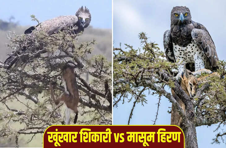 आसमान के खतरनाक शिकारी ने हिरण का किया शिकार, यूं पेड़ पर ले जाकर उतारा मौत के घाट, VIDEO