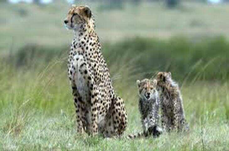 कूनो में बारिश बनी चुनौती : चीता 'आशा' और उसके तीन शावक पार्क की सीमा लांघे, ट्रैकिंग में आ रही बाधा