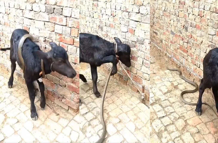 हद से ज्यादा डरावना मंजर! भैंस के बछड़े को जकड़ता दिखा सांप, वीडियो ने बढ़ाई धड़कनें​​​​​​​