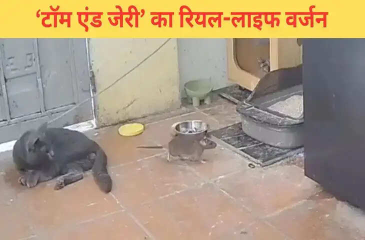 चूहे ने कर दी ऐसी गलती, बिल्ली ने झपट्टा मारकर किया शिकार; देखें VIDEO