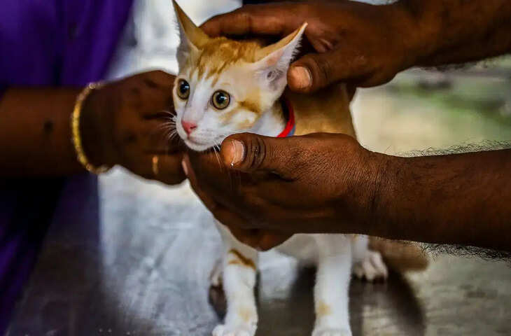 Ahmedabad Pet Cat Registration: अब अहमदाबाद में बिल्लियों का भी होगा रजिस्ट्रेशन, 200 रुपये शुल्क के साथ 30 सितंबर तक कर सकेंगे आवेदन