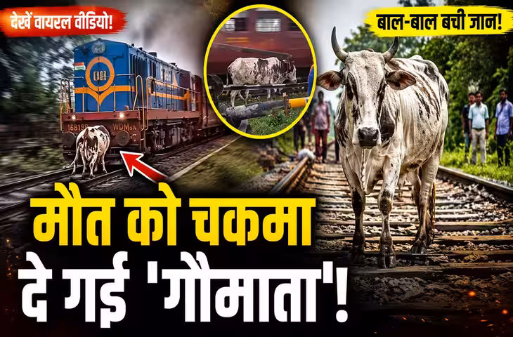 ट्रेन ने गाय को मारी जोरदार टक्कर, फिर हुआ ऐसा चमत्कार कि वीडियो देख हर कोई हैरान