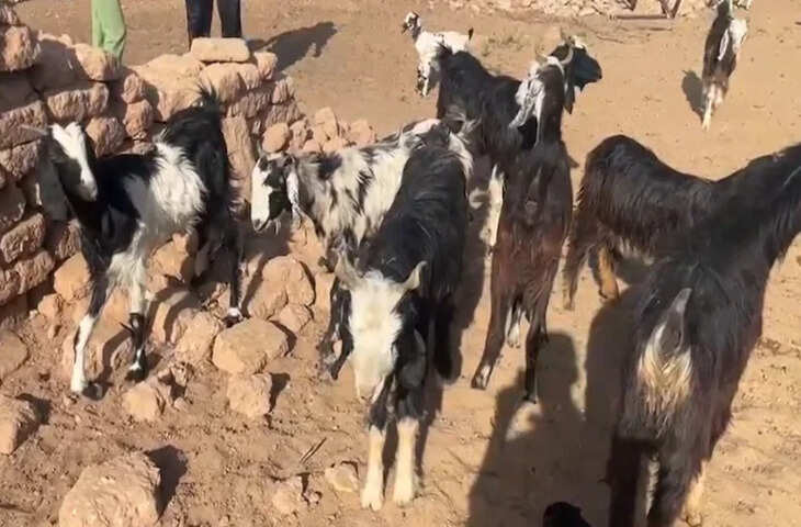 जैसलमेर में बकरियों में रहस्यमयी बीमारी से हड़कंप, 38 पशुओं की मौत से पशुपालक चिंतित