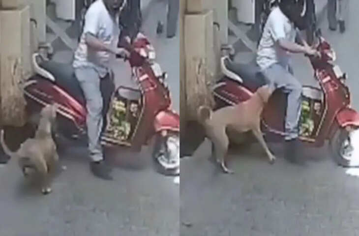 वायरल वीडियो देख कुत्तों से हो जाएंगे सावधान! नजारा देख लोग रह गए दंग