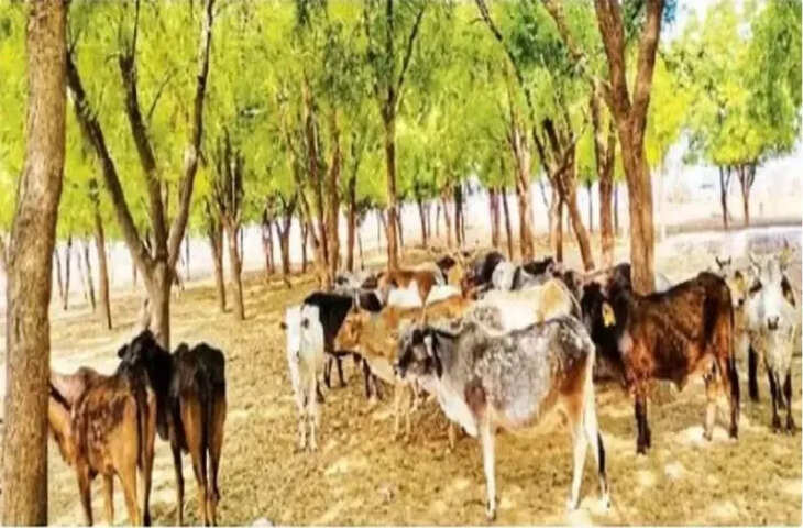 बीकानेर में गोचर भूमि अधिग्रहण विरोधी आंदोलन तेज, महापड़ाव की तैयारी