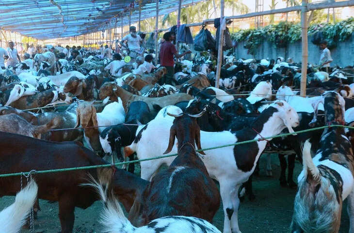 बकरीद से पहले वक्फ बोर्ड की अपील, सार्वजनिक स्थानों पर कुर्बानी न करें, सोशल मीडिया पर फोटो-वीडियो भी न डालें