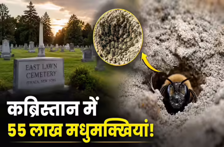 कब्रिस्तान के नीचे छिपी थीं 55 लाख मधुमक्खियां, जानकर रह जाएंगे हैरान