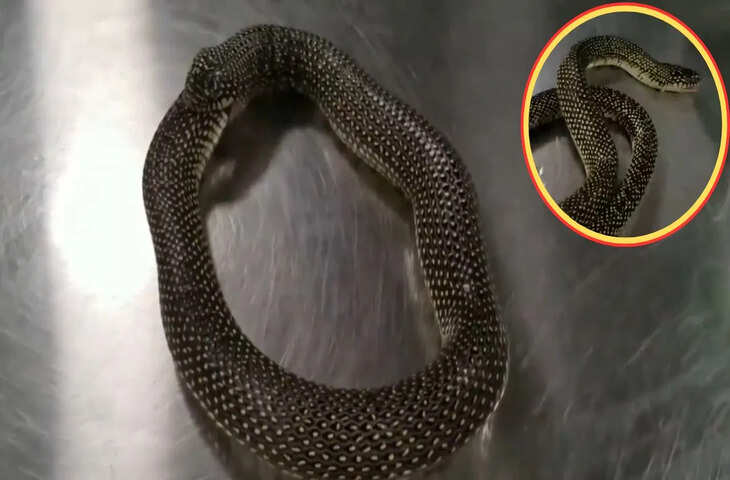 सांप की आत्महत्या की कोशिश, अपनी ही पूंछ खाने लगा, शख्स ने बचाई जान, Video