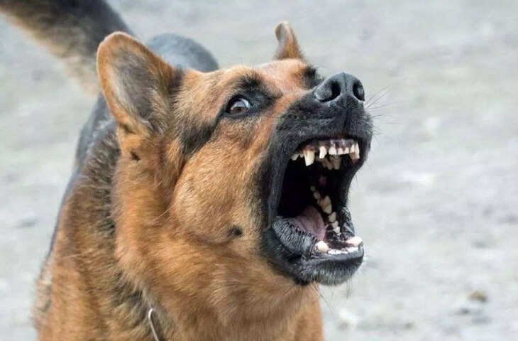 छत्तीसगढ़ के सुकमा में पागल कुत्ते का आतंक, 25 लोगों को काटकर किया घायल, नगरपालिका की टीम ने पकड़ा