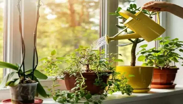 vastu tups crassula plant to attract money vastu tips for staying money in hand