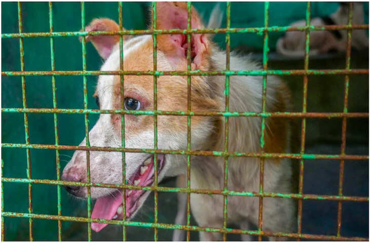 Awara Kutto Ki Shikayat Kaha Kare: राजस्थान में बढ़ते हमलों के बीच जानें शिकायत करने का सही तरीका और हेल्पलाइन