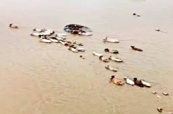 नर्मदा नदी में गायों को घेरते व्यक्ति का वीडियो वायरल, भैरूंदा क्षेत्र की छीपानेर ग्राम पंचायत का मामला