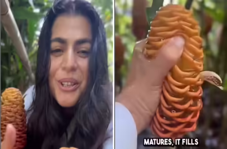 Shampoo Ginger Flower: महंगे शैम्पू की जगह प्रकृति का अनोखा तोहफा, सोशल मीडिया पर वायरल हुआ वीडियो