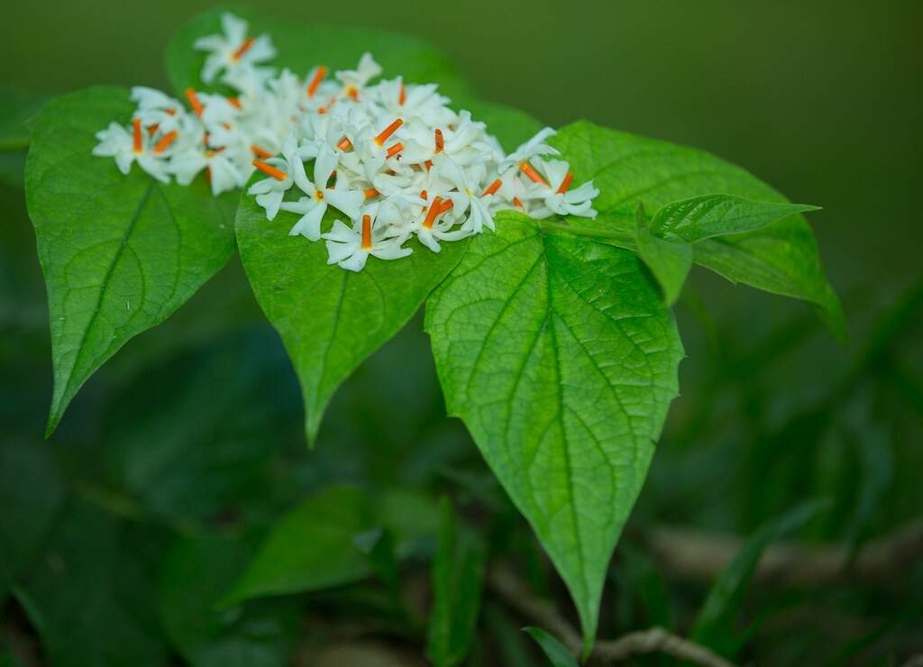 Diwali 2023 do these remedies for money in Diwali