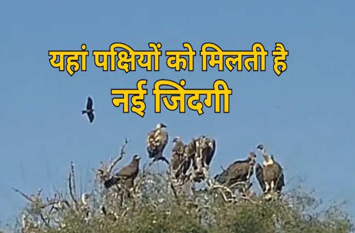 बीकानेर के इस जगह पर मिलती है परिंदों को नई जिंदगी, लुप्त होते पक्षी खुद को महसूस करते हैं सुरक्षित