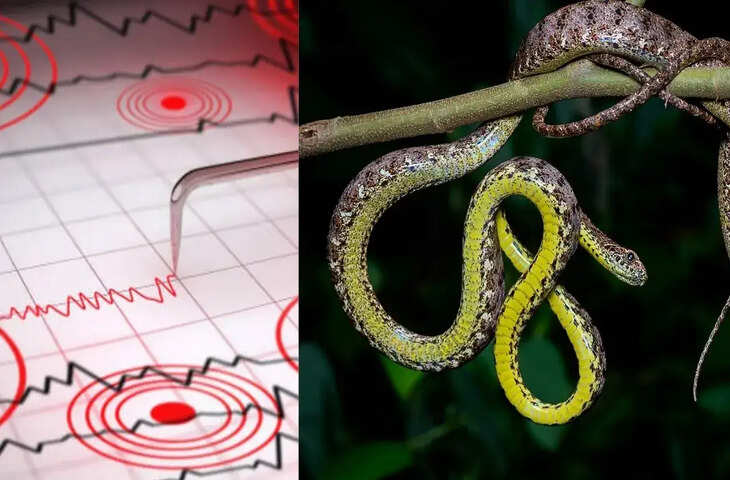 सांपों, कुत्तों और पक्षियों को भूकंप से पहले ही कैसे चल जाता है पता ? जानिए चीन में साँपों ने कैसे बचाई हजारों लोगों की जान&nbsp;