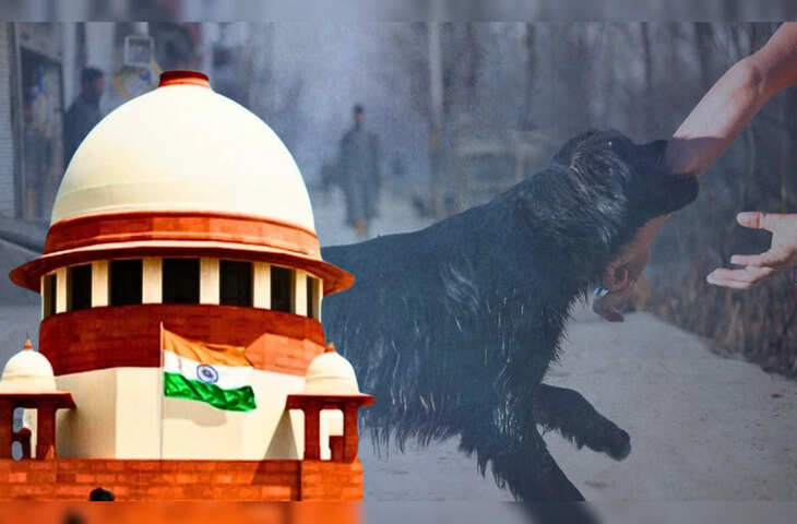 डॉग लवर्स के लिए बड़ा अलर्ट! आवारा कुत्तों को पकड़ने से रोका गया तो हो सकती है पुलिस कार्रवाई, जानिए पूरा मामला