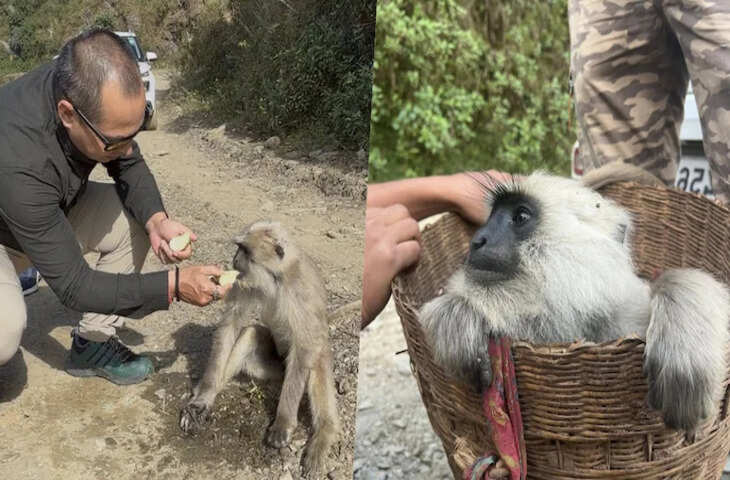 पहाड़ी रास्ते के बीच गुमसुम बैठा था 'बीमार' लंगूर, शख्स ने इस तरह की मदद, दिल छू लेगा वायरल वीडियो