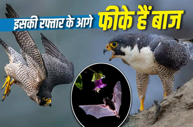 पेरेग्रिन फाल्कन नहीं, बल्कि ब्राजीलियन फ्री-टेल्ड बैट है सीधी उड़ान का असली स्पीड किंग