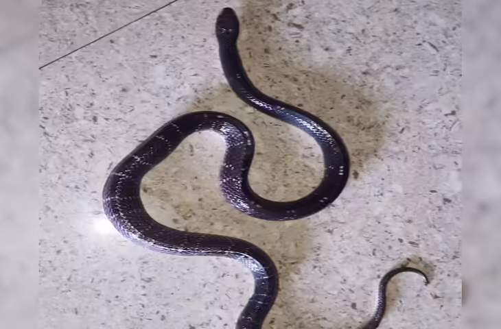 Viral Video: अंधेरे का मौत का शिकारी &lsquo;करैत सांप&rsquo;, साइलेंट किलर की तरह करता है वार