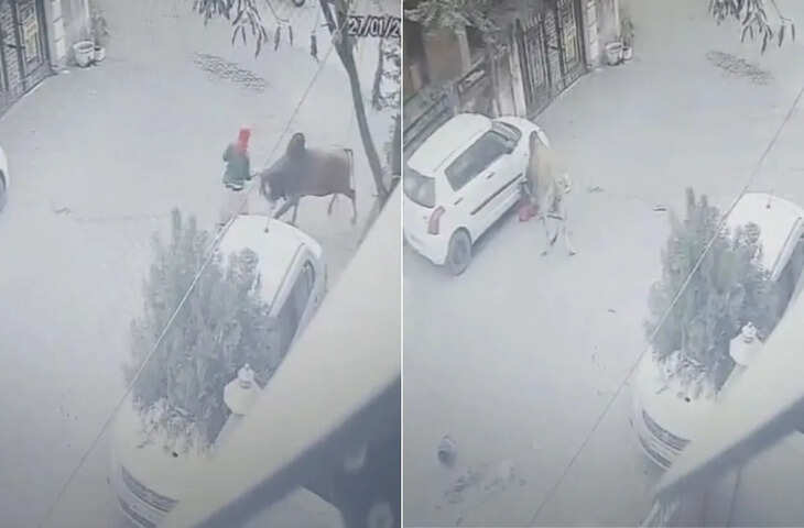 सांड ने सींग घोंपकर पटका, घसीटते हुए कार के नीचे घुसा दिया, बुजुर्ग महिला की &lsquo;सांसें&rsquo; अटकीं