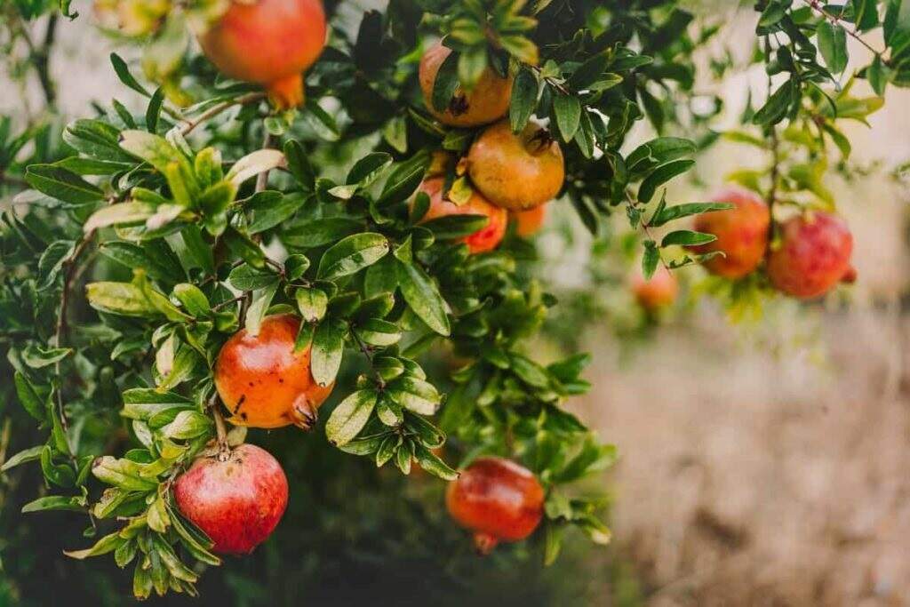 vastu tips for growing pomegranate tree in house 