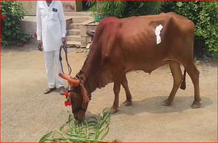 प्रसाद के साथ बैल निगल गया 3 तोले सोने की चेन, 15 दिन बाद सर्जरी से निकाली बाहर