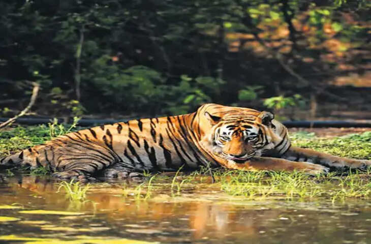 सरिस्का में बाघ ST-15 और शावक लापता, तीन सप्ताह से नजर नहीं आया 10 साल का बाघ; वन विभाग की चिंता बढ़ी