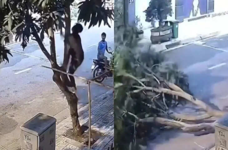 आम तोड़ने पेड़ पर चढ़े युवक का वीडियो देख नहीं रुकेगी हंसी, यूजर्स बोले - 'कर्म करने गया और कांड हो गया...'&nbsp;