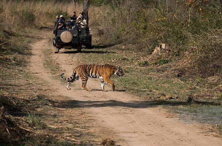 राजस्थान के सवाई माधोपुर जिले में स्थित रणथंभौर टाइगर रिजर्व देश के सबसे प्रसिद्ध बाघ अभयारण्यों में शामिल है। अरावली और विंध्य पर्वत श्रृंखलाओं के बीच फैला यह क्षेत्र अपनी समृद्ध जैव विविधता, ऐतिहासिक रणथंभौर किले और खुले जंगल में बाघों की मौजूदगी के कारण दुनियाभर के पर्यटकों को आकर्षित करता है।  रणथंभौर का इतिहास  रणथंभौर क्षेत्र को पहले मुख्य रूप से सवाई माधोपुर वन क्षेत्र और शिकारगाह के रूप में जाना जाता था। वर्ष 1955 में इसे सवाई माधोपुर गेम सेंचुरी घोषित किया गया। इसके बाद वन्यजीव संरक्षण को मजबूत करने के लिए इसे 1970 में टाइगर रिजर्व का दर्जा मिला।भारत में बाघों की घटती संख्या को बचाने के लिए शुरू किए गए प्रोजेक्ट टाइगर के तहत वर्ष 1973 में रणथंभौर को भी शामिल किया गया। बाद में वर्ष 1980 में इसे राष्ट्रीय उद्यान का दर्जा मिला।आज रणथंभौर राजस्थान में वन्यजीव पर्यटन का सबसे बड़ा केंद्र माना जाता है।  रणथंभौर किले से जुड़ी खास पहचान रणथंभौर टाइगर रिजर्व की सबसे बड़ी खासियत यह है कि जंगल के बीच एक विशाल ऐतिहासिक किला स्थित है। रणथंभौर किला करीब 10वीं शताब्दी का माना जाता है और यह ऊंची पहाड़ी पर स्थित है।किले और जंगल का यह मेल रणथंभौर को देश के दूसरे टाइगर रिजर्व से अलग बनाता है। जंगल सफारी के दौरान कई जगहों से पहाड़ी पर स्थित किले का शानदार दृश्य दिखाई देता है।  बाघों के लिए क्यों खास है रणथंभौर? रणथंभौर का जंगल बाघों के लिए अनुकूल प्राकृतिक वातावरण उपलब्ध कराता है। यहां झीलों, तालाबों और जल स्रोतों के आसपास अक्सर वन्यजीव दिखाई देते हैं।रणथंभौर में बाघों को अपेक्षाकृत खुले इलाकों में देखने का अवसर मिलता है। यही कारण है कि यहां आने वाले पर्यटकों के बीच टाइगर सफारी सबसे लोकप्रिय गतिविधि है।  बाघ के अलावा कौन-कौन से जानवर? रणथंभौर में सिर्फ बाघ ही नहीं, बल्कि कई तरह के वन्यजीव पाए जाते हैं। यहां तेंदुआ, भालू, लकड़बग्घा, सियार, सांभर, चीतल, नीलगाय और जंगली सूअर जैसे जानवर देखे जा सकते हैं।यह क्षेत्र पक्षियों के लिए भी बेहद महत्वपूर्ण है। अलग-अलग मौसम में यहां बड़ी संख्या में स्थानीय और प्रवासी पक्षी दिखाई देते हैं।  जंगल की झीलें हैं खास रणथंभौर के जंगल में कई प्राकृतिक और कृत्रिम जल स्रोत हैं। पद्म तालाब, राजबाग झील और मलिक तालाब यहां के प्रमुख जल स्रोतों में शामिल हैं।इन झीलों के आसपास वन्यजीवों की गतिविधियां अधिक देखने को मिलती हैं। खासतौर पर गर्मियों में पानी के स्रोतों के पास बाघ, सांभर और अन्य जानवर नजर आने की संभावना रहती है।  पर्यटन का बड़ा केंद्र रणथंभौर हर साल देश-विदेश से बड़ी संख्या में पर्यटकों को आकर्षित करता है। यहां पर्यटक मुख्य रूप से जिप्सी और कैंटर सफारी के जरिए जंगल का भ्रमण करते हैं।सवाई माधोपुर शहर रणथंभौर घूमने के लिए प्रमुख आधार केंद्र है। यहां से पर्यटक जंगल सफारी, रणथंभौर किला और आसपास के पर्यटन स्थलों तक पहुंचते हैं।संरक्षण में महत्वपूर्ण भूमिका  रणथंभौर टाइगर रिजर्व सिर्फ पर्यटन के लिए महत्वपूर्ण नहीं है, बल्कि बाघ संरक्षण के लिहाज से भी इसकी अहम भूमिका है। यहां वन विभाग की निगरानी, कैमरा ट्रैप और अन्य तकनीकों के जरिए बाघों और दूसरे वन्यजीवों की गतिविधियों पर नजर रखी जाती है।निष्कर्ष: रणथंभौर टाइगर रिजर्व राजस्थान की प्राकृतिक और ऐतिहासिक विरासत का अनोखा उदाहरण है। एक तरफ जंगल में घूम&nbsp;बाघ और दूसरी तरफ पहाड़ी पर सदियों पुराना रणथंभौर किला इसे भारत के सबसे आकर्षक वन्यजीव पर्यटन स्थलों में शामिल करता है।