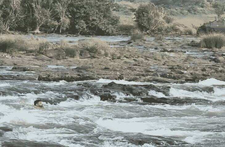नर्मदा की तेज धारा में बहा इंदौर का युवक, पत्नी और भाई लगाते रहे मदद की गुहार; वीडियो आया सामने