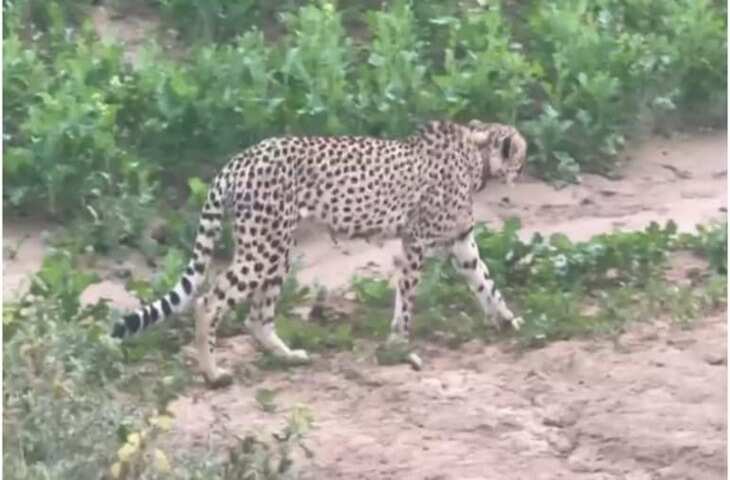 राजस्थान के रामगढ़ क्रेटर में अफ्रीकन चीता KP-2 की वापसी, बारां का जंगल बना पसंदीदा प्लेस